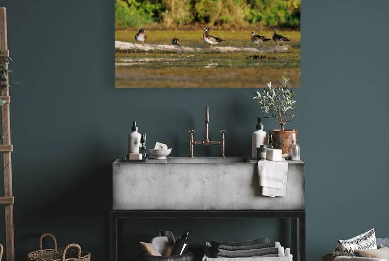 0C5A2812 Wood Ducks by Touch Of Frank Photography