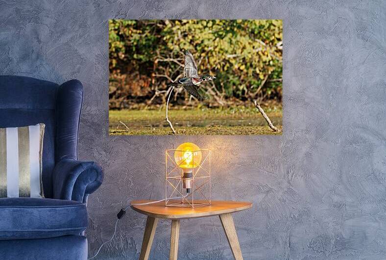 0C5A2904 Wood Ducks In Flight by Touch Of Frank Photography