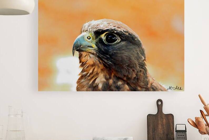 Falcon Portrait in Warm Tones  Intense Eye  Sharp by M ALK