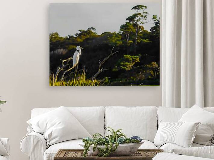 Guana Birds 4 by Against The Wind Images