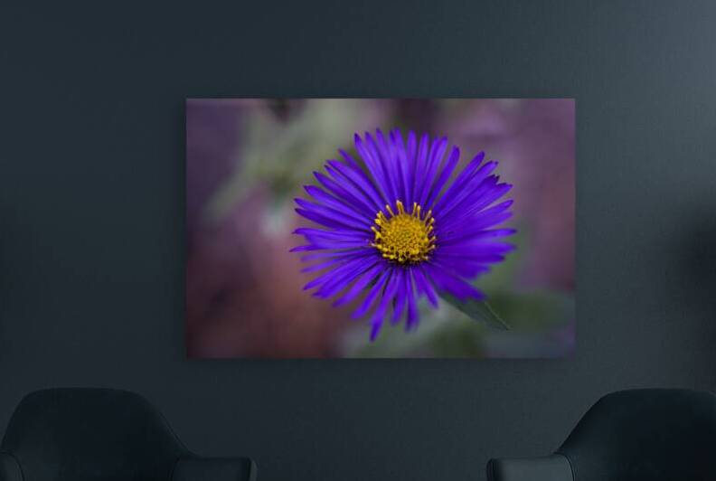 New England Aster by Iris H Richardson