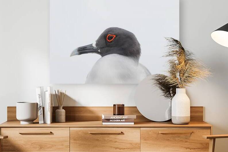 swallow tailed gull close up in profile galapagos red circle around eye. by Ad Gr