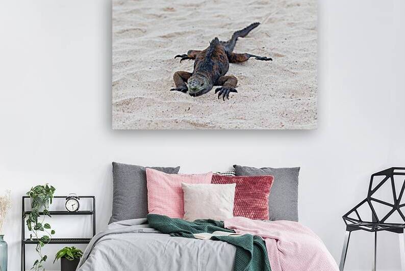 Marine iguana on white sand beach in Galapagos Islands Ecuador by Ad Gr