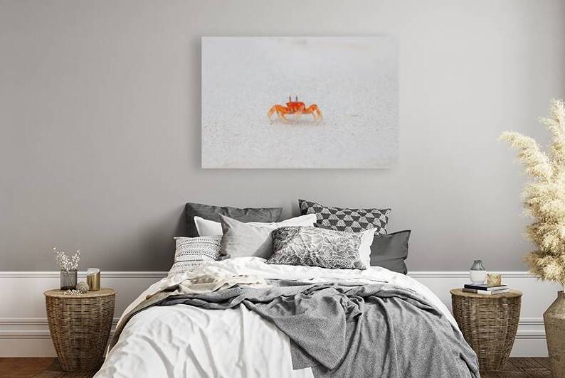 Galapagos ghost crab runnign on sand Ocypode gaudichaudii in Galapagos Islands Ecuador. by Ad Gr