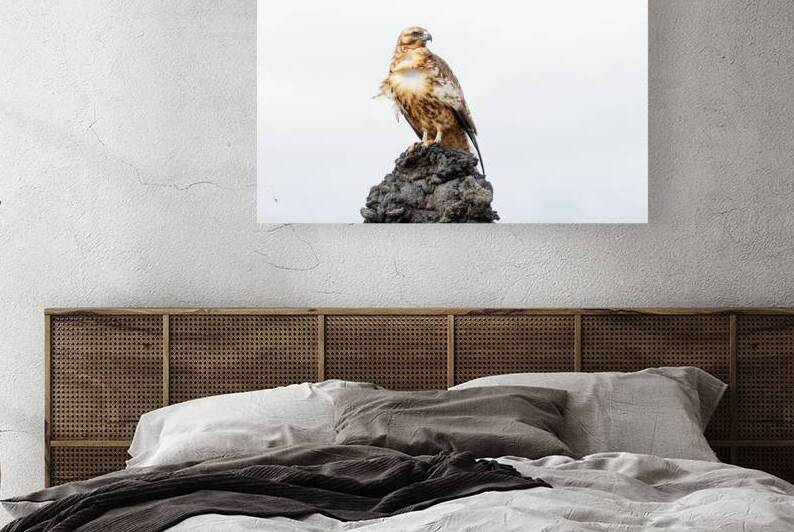 Hawk on branch Galapagos ecuador. by Ad Gr