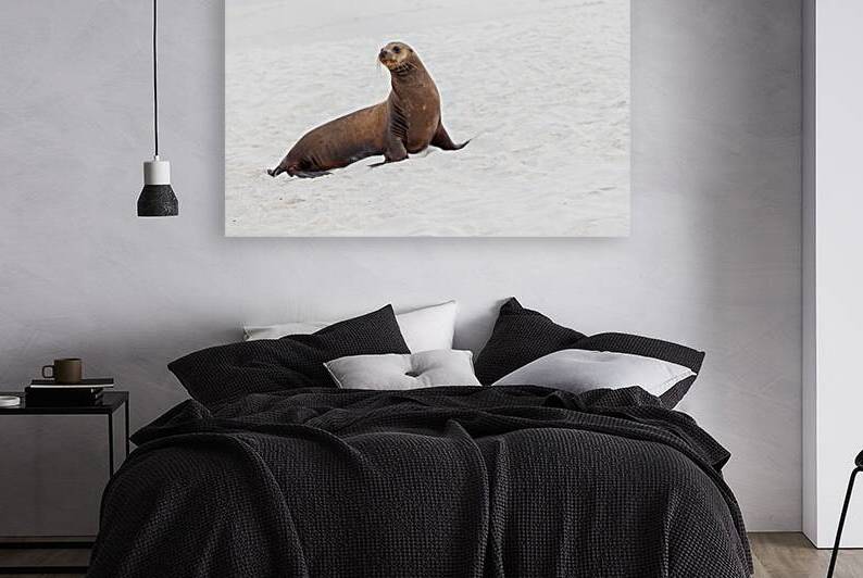 Sea lion standing isolated on white sand beach Galapagos Islands Ecuador. by Ad Gr