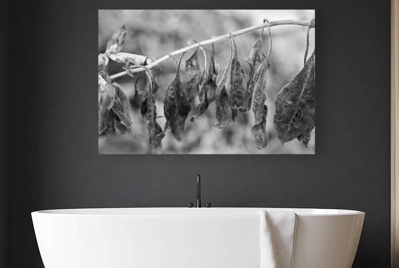 Tired Fall Leaves Black and White by Iris H Richardson