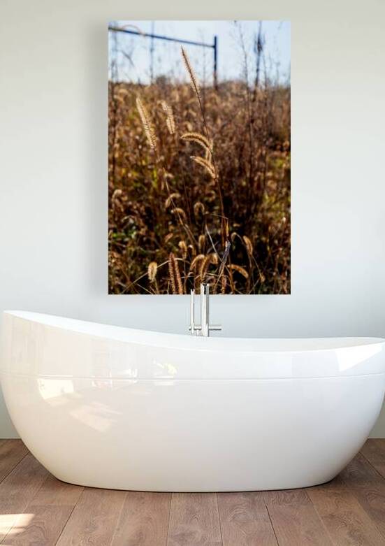 Foxtail Glow Fall Season by Jennifer White