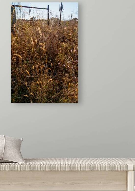 Foxtail Grass In The Autumn Light by Jennifer White