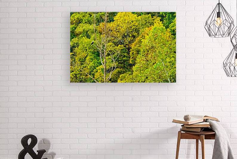 Two Eagles Among Autumn Trees Painterly by Jennifer White