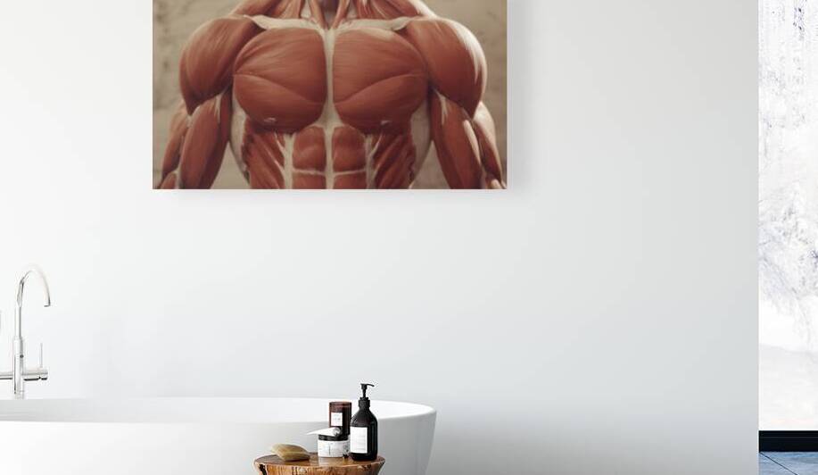 Core of Power — Chest & Torso Muscular Anatomy by MotivatePrints