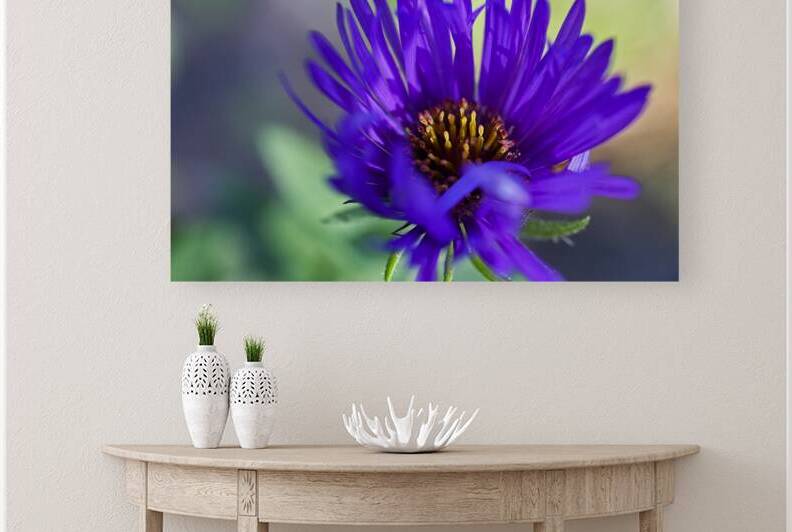 New England Aster 1004 by Iris H Richardson