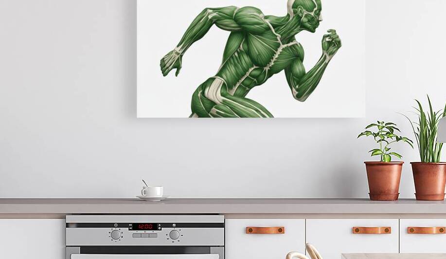 Greenback Velocity — Runner Muscular Anatomy by MotivatePrints