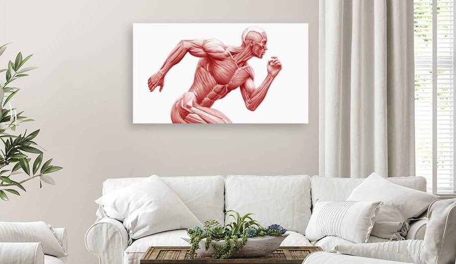 Muscular System in Motion – Human Anatomy Runner by MotivatePrints