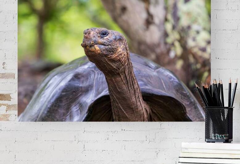 Giant Tortoise or turtle walking sticking head out in forest on the island of Santa Cruz in the Galapagos by Ad Gr