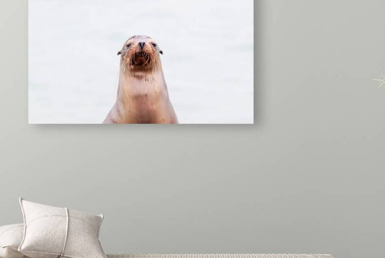 Sea Lion portrait isolated on white background galapagos ecuador by Ad Gr