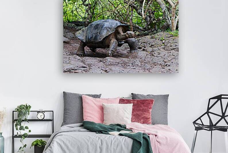 Giant Tortoise or turtle walking through mud in forest on the island of Santa Cruz in the Galapagos by Ad Gr