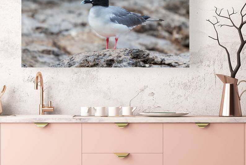 swallow tailed gull in profile galapagos red circle around eye by Ad Gr