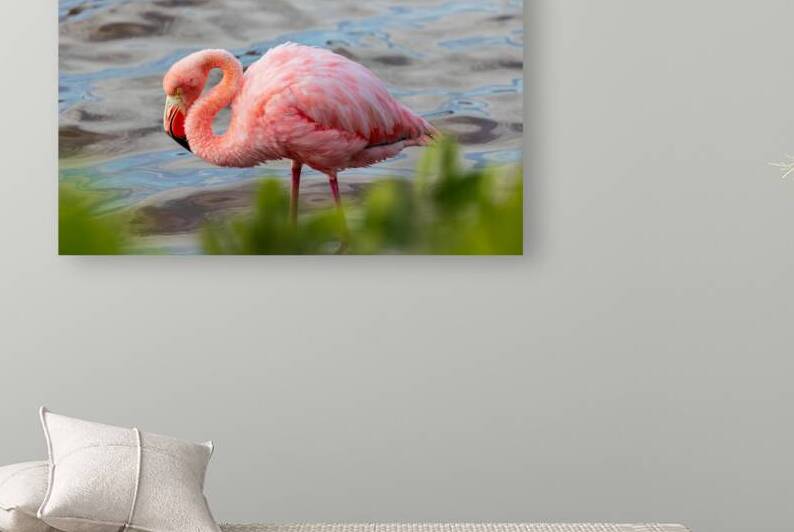 Flamingo in Isabela Island Galapagos ecuador by Ad Gr