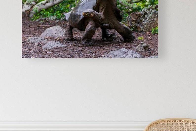 Giant Tortoise or turtle walking through mud in forest on the island of Santa Cruz in the Galapagos by Ad Gr