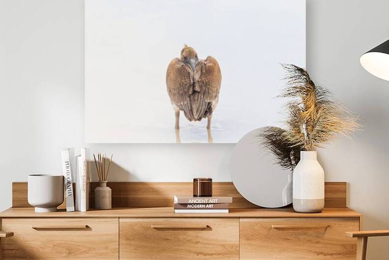 Brown Pelican with head in feathers resting on beach isolated in Galapagos islands by Ad Gr