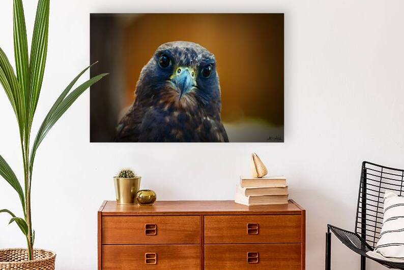 falcon close up photography intense eyes wildlife by M ALK