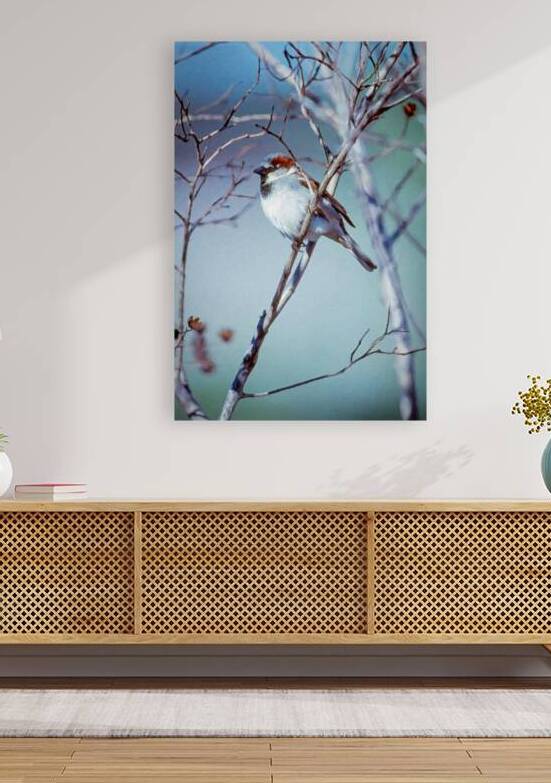 House Sparrow Perched on a limb by Ricky A Richardson 