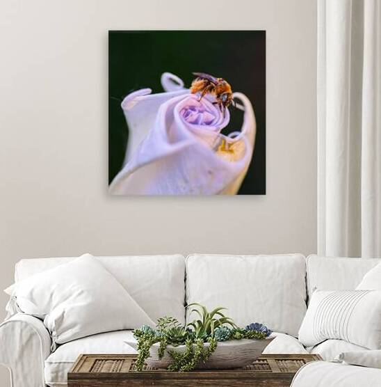 Bee On Moonflower II by Robert Brown Photography