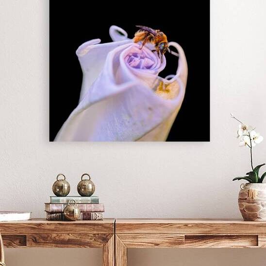 Bee On Moonflower Black Background II by Robert Brown Photography