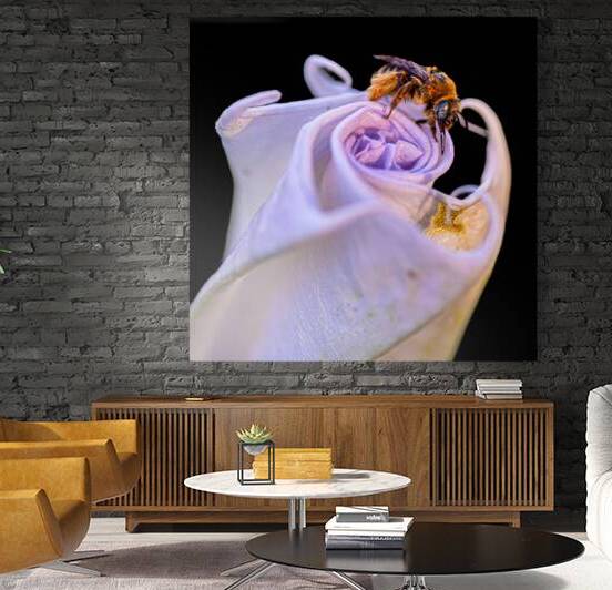 Bee On Moonflower Black Background I by Robert Brown Photography