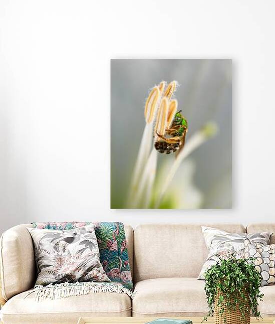 Green Sweat Bee On Moonflower Pistil by Robert Brown Photography