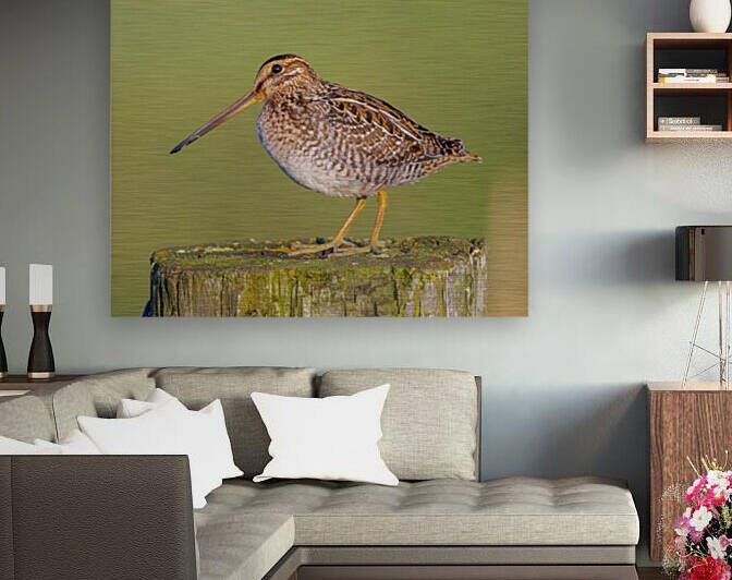 Wilsons Snipe on Post by Joe Riederer