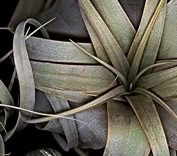 Airplant and Stones from a River  by Jane Baron