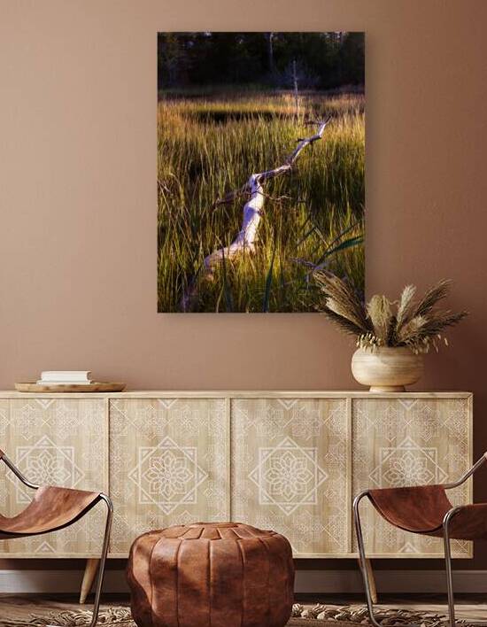 Illumination Marsh Tree at Sunset by Norma Brandsberg Photography