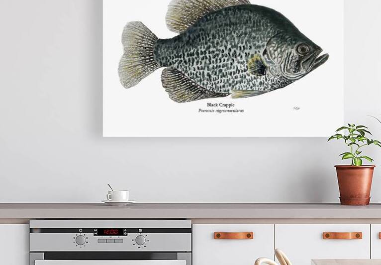 Black Crappie Painting by Stephen Emms