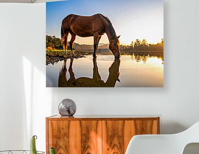 Morning Grace – Horse by Cherokee Lake at Sunrise by Shelia Hunt Photography