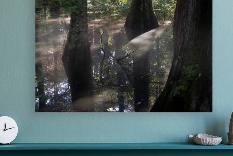 Virginia Beach State Park Luminous  Sunrise Fog Glow by Norma Brandsberg Photography