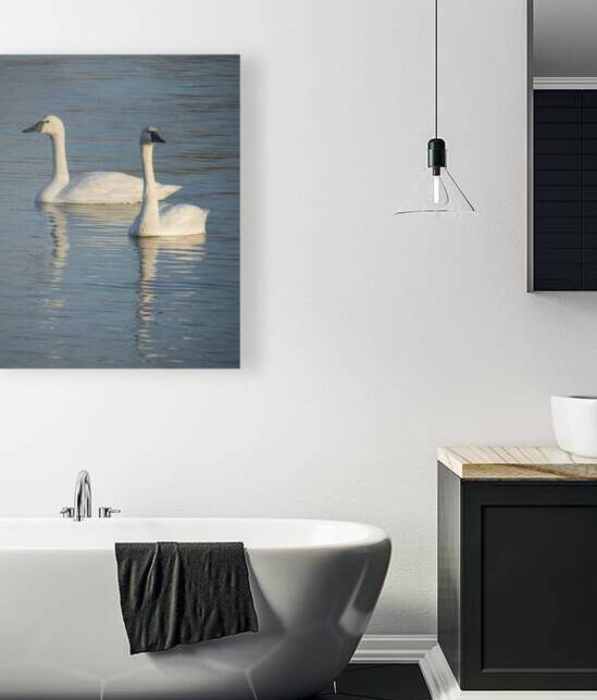Swans 1 by Coastal Life Media