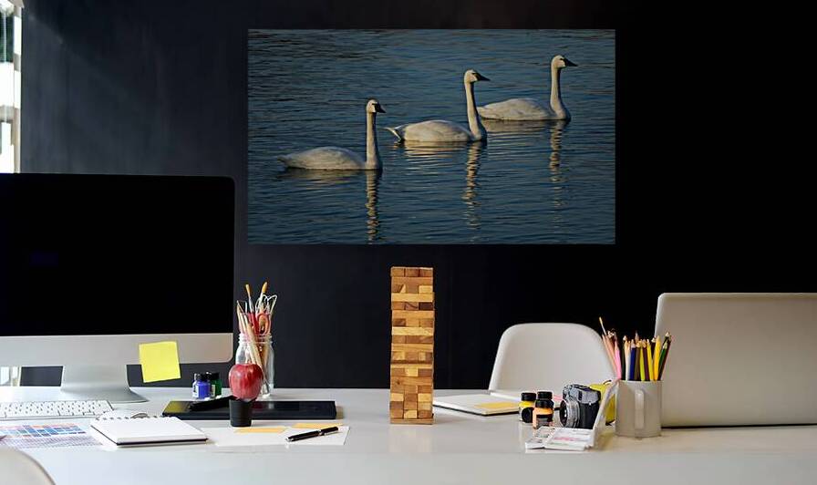 Swans 2 by Coastal Life Media