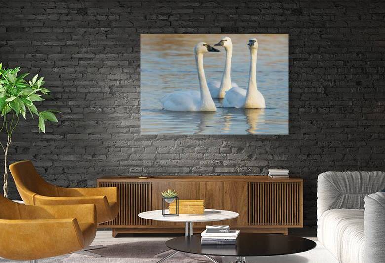 Swans 3 by Coastal Life Media