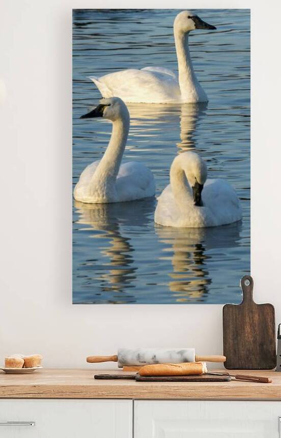 Swans 4 by Coastal Life Media