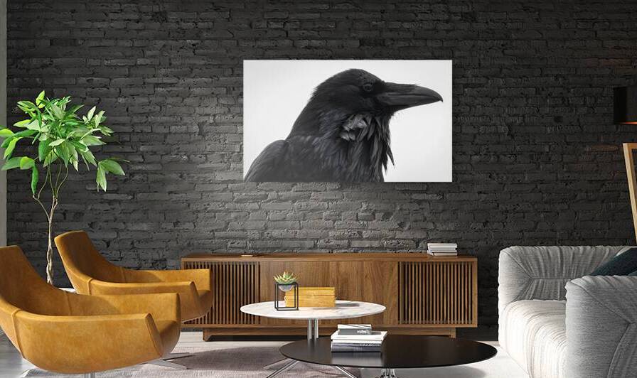 The Raven IV by Robert Brown Photography