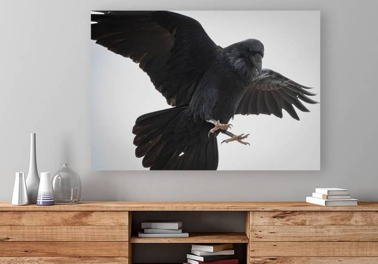 The Raven III by Robert Brown Photography