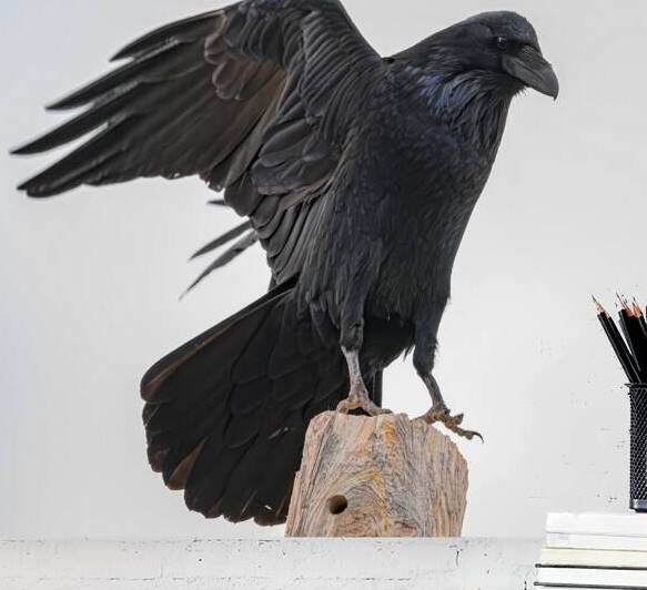 The Raven II by Robert Brown Photography