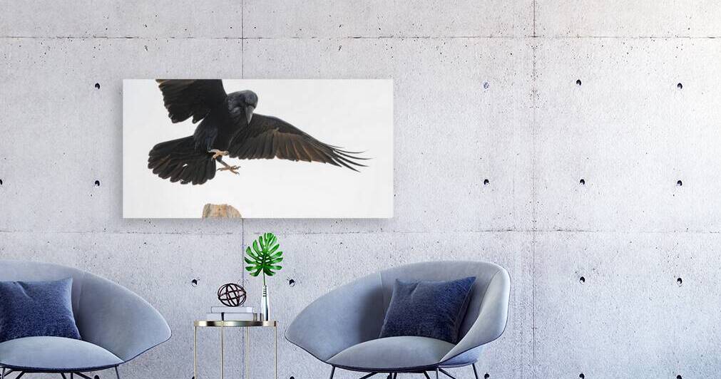 The Raven I by Robert Brown Photography