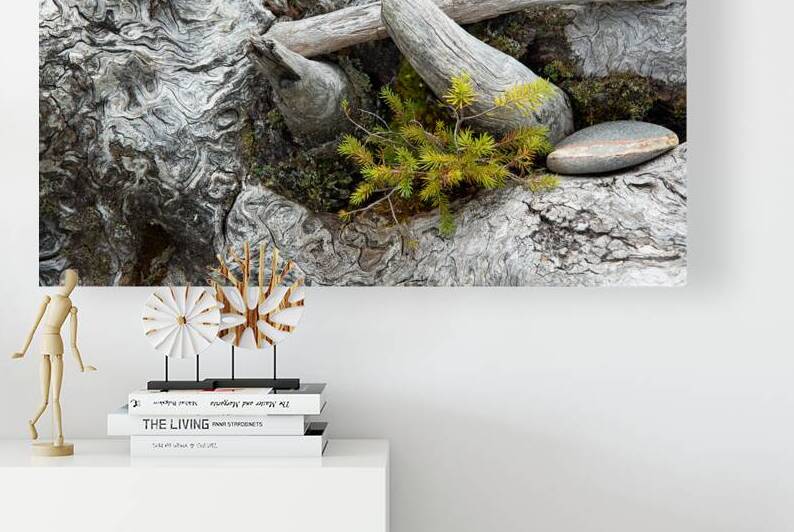 Driftwood Roots Print by Stephen Emms