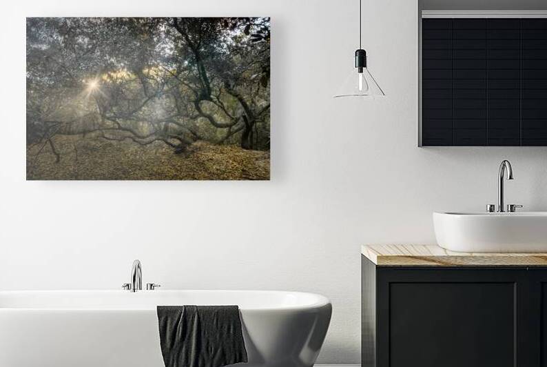 Twisted Live Oak Tree Forest Sunbeams by Norma Brandsberg Photography