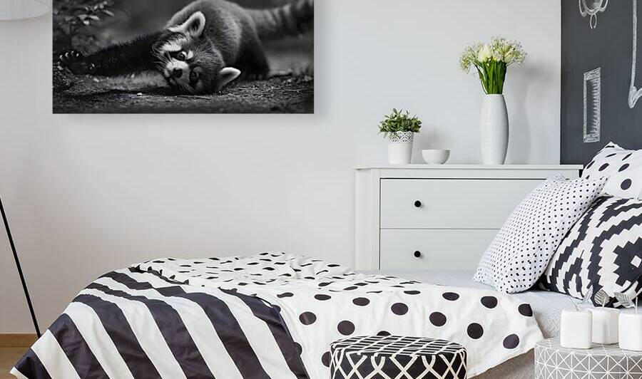 Morning Stretch – Red Panda Monochrome Print by Savage Art Prints