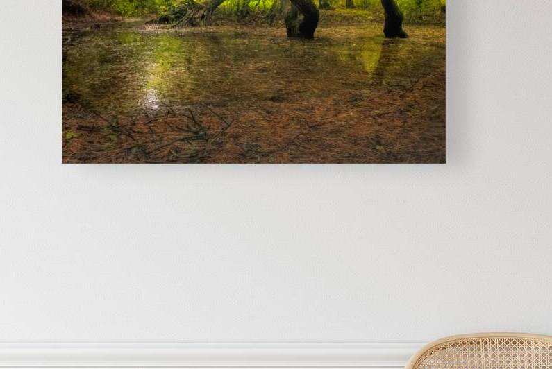 Dawn Forest Swamp Reflection by Norma Brandsberg Photography