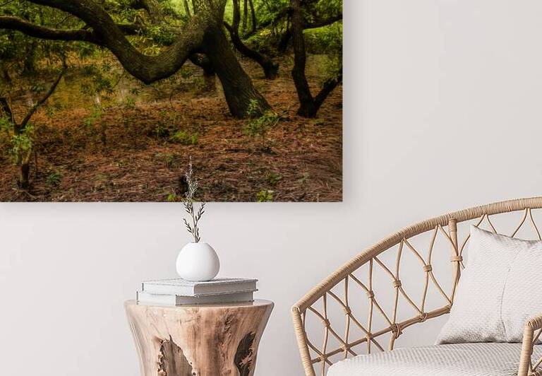 Gnarly Forest Trees by Norma Brandsberg Photography